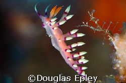 flabellina...i think thats what the DM called it, wakatob... by Douglas Epley 